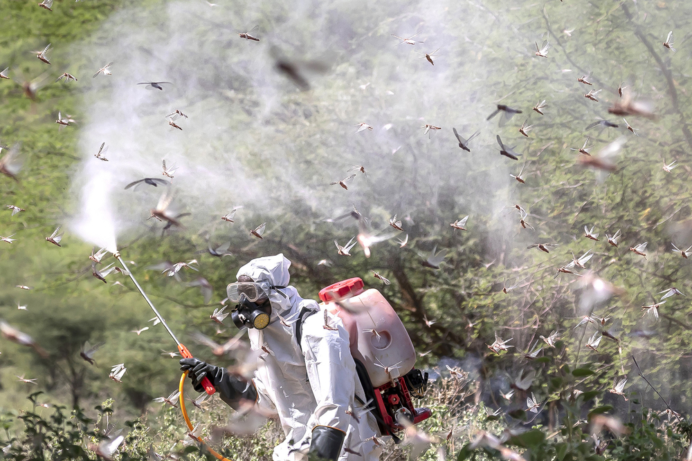 COVID-19 hampers response as ‘perfect storm’ of locusts builds in East Africa