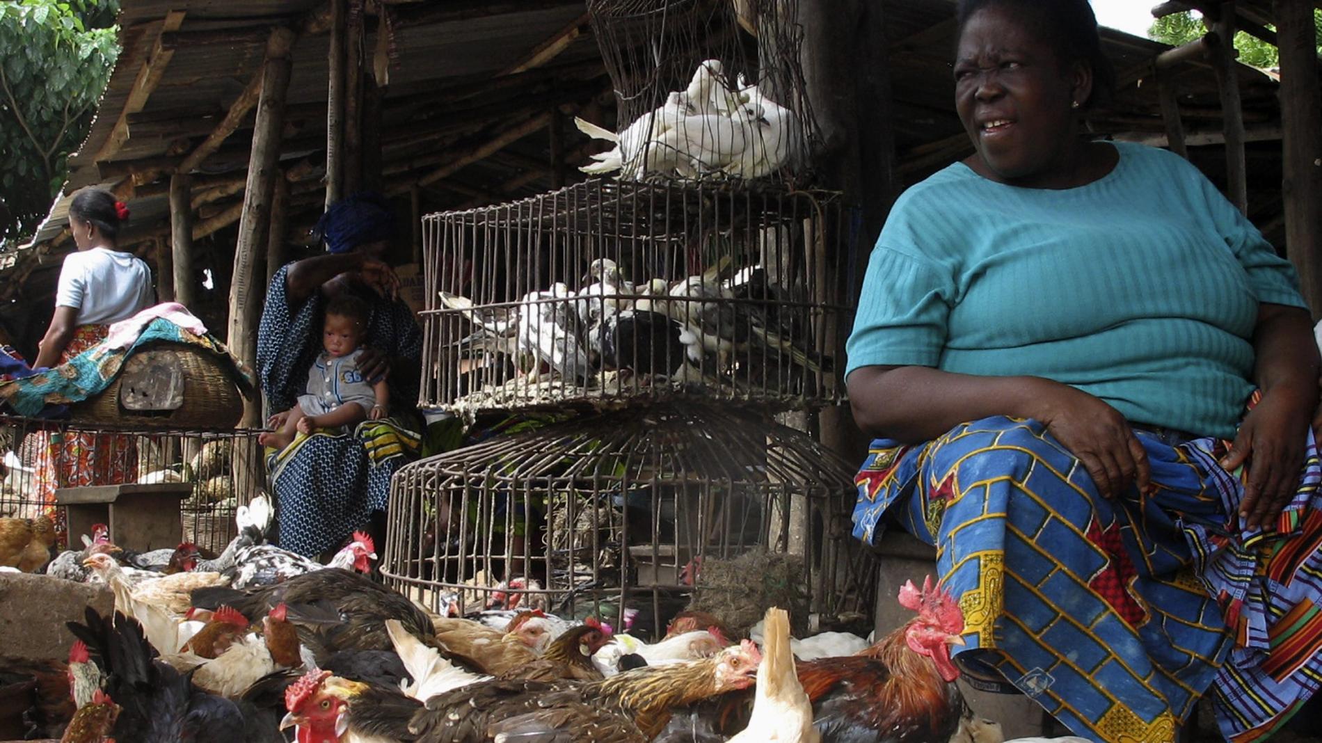 Digital platforms have been a boon for social assistance in African countries during the pandemic