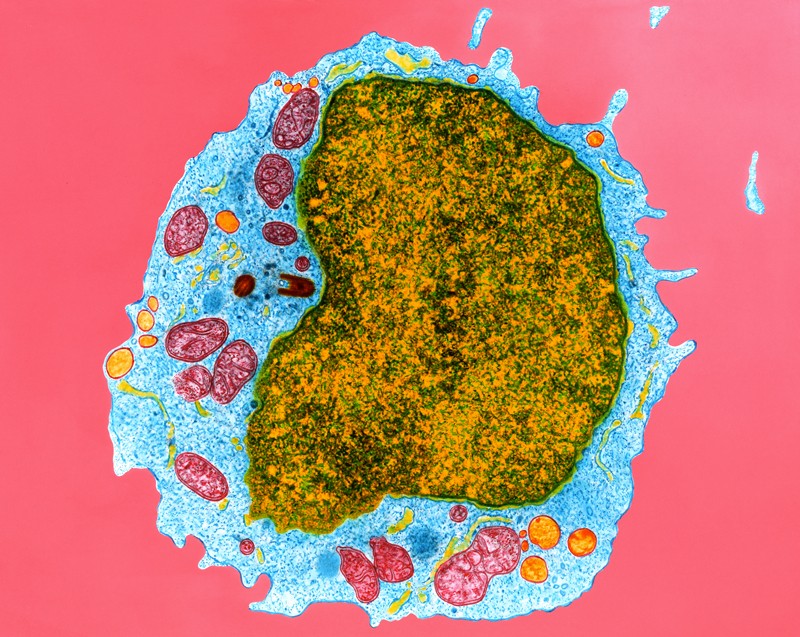 COVID research updates: Immune responses to coronavirus persist beyond 6 months