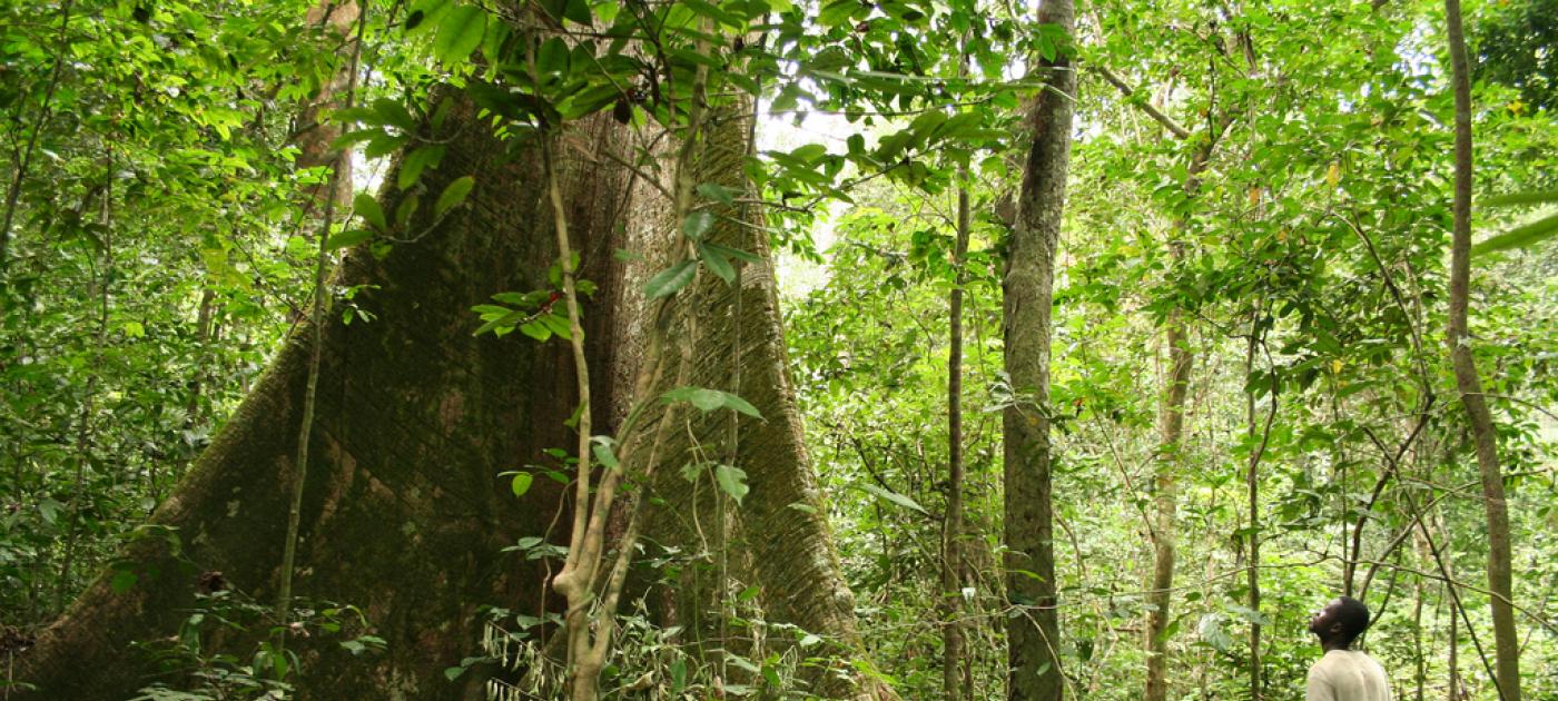African environment ministers urge financing to boost green recovery