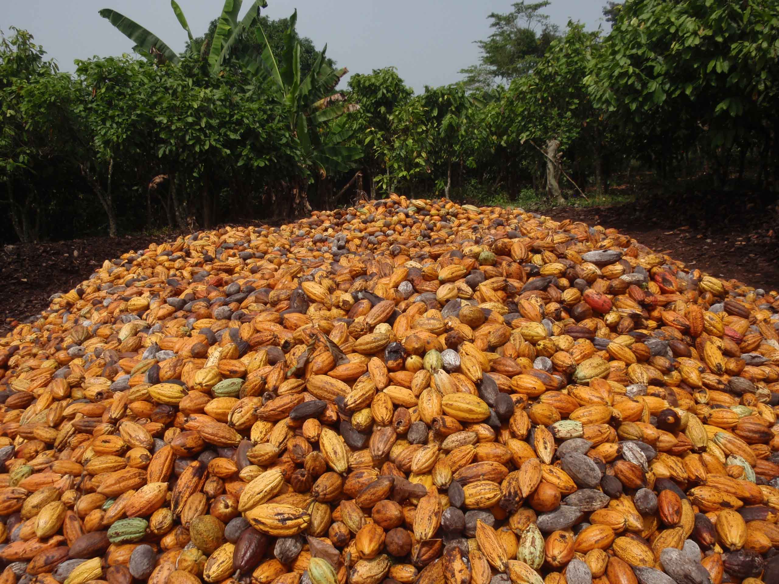 Cocoa pods in Côte d’Ivoire. Climate models suggest that West Africa, where much of the world’s cocoa is grown, will get drier, which could affect the supply. The African Centre of Meteorological Applications for Development in Niamey, the Niger was established to strengthen Africa’s resilience to extreme weather events by improving the understanding of atmospheric and climatic processes throughout the continent. Photo/ISSOUF SANOGO/GETTY IMAGES